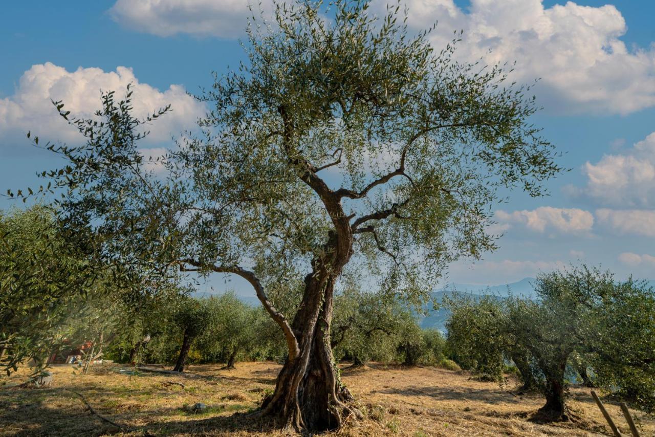 Casetta Maduneta Immersa In Un Oliveto 多尔切阿夸 外观 照片
